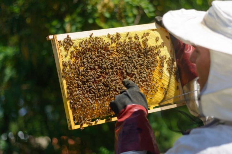 Beekeeper inspecting a frame