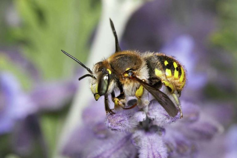 Bees on native blooms